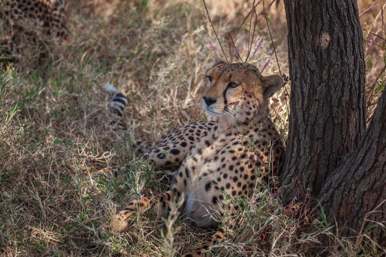 سيرينغيتي Mawe Tented Camp المظهر الخارجي الصورة